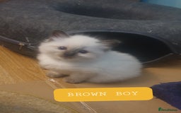 Ragdoll cats for sale: 5 fully seal point ragdoll kittens  - Image 13
