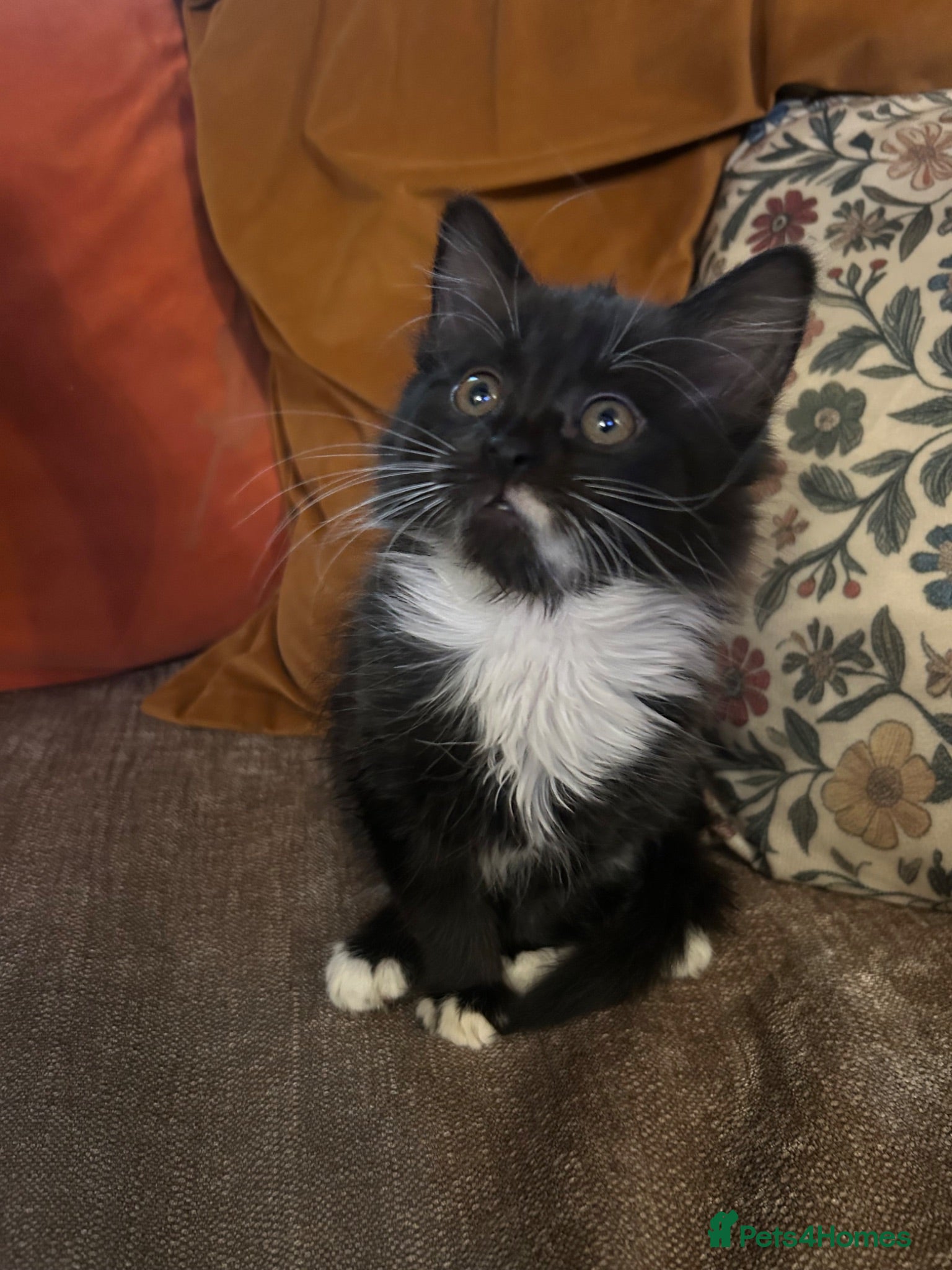 Mixed Breed cats 2 kittens left!  - Advert 2