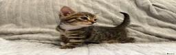 Bengal cats for sale: Bengal Kittens in West Bromwich - Advert 12
