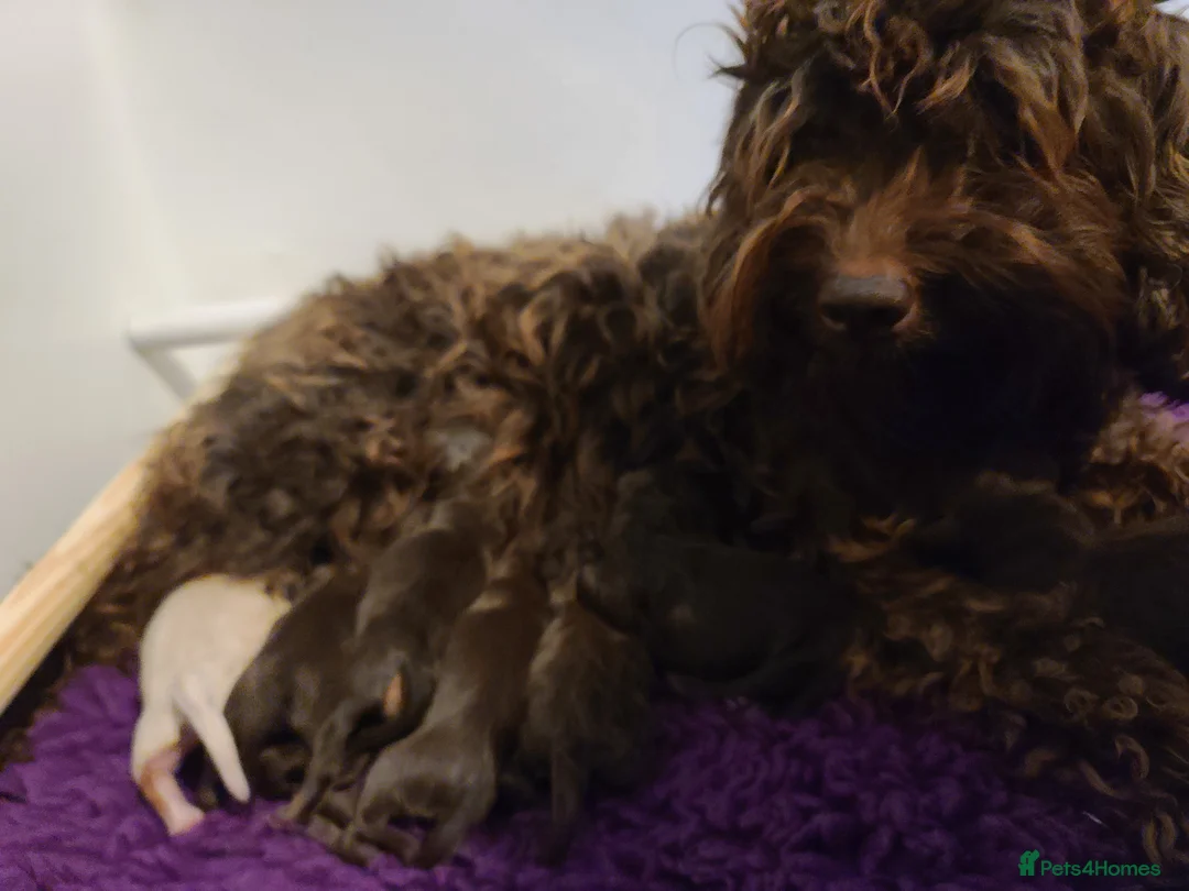 Cavapoo dogs for sale: F1b Cavapoos. DNA Tested. Heart Checked - Advert 19