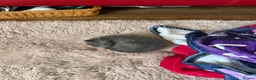 Mixed Breed cats for sale: 1 Male silver kitten and his mother  - Advert 4
