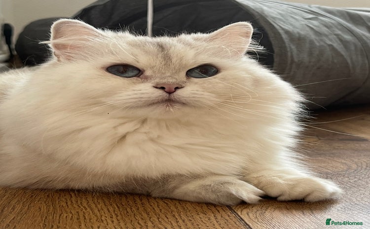 British Longhair cats We have 2 adorable Boy - Advert 3