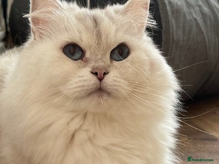 British Longhair cats We have 2 adorable Boy - Advert 3