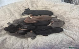 Miniature Dachshund dogs for sale: Miniature daushund puppies  - Image 1