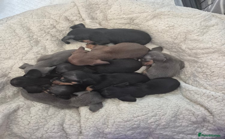 Miniature Dachshund dogs - Advert 4