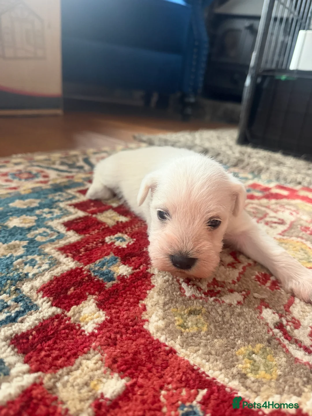 Miniature Schnauzer dogs for sale: White state miniature schnauzer pups in Neath - Advert 6