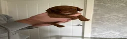 Cavapoo dogs for sale: F1b cavapoos health tested parents - Advert 7