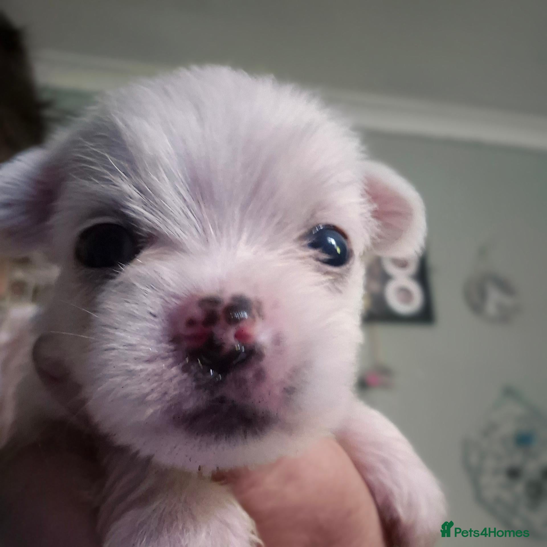 Morkie dogs 1 black.white morkie 1 pure white  - Advert 8