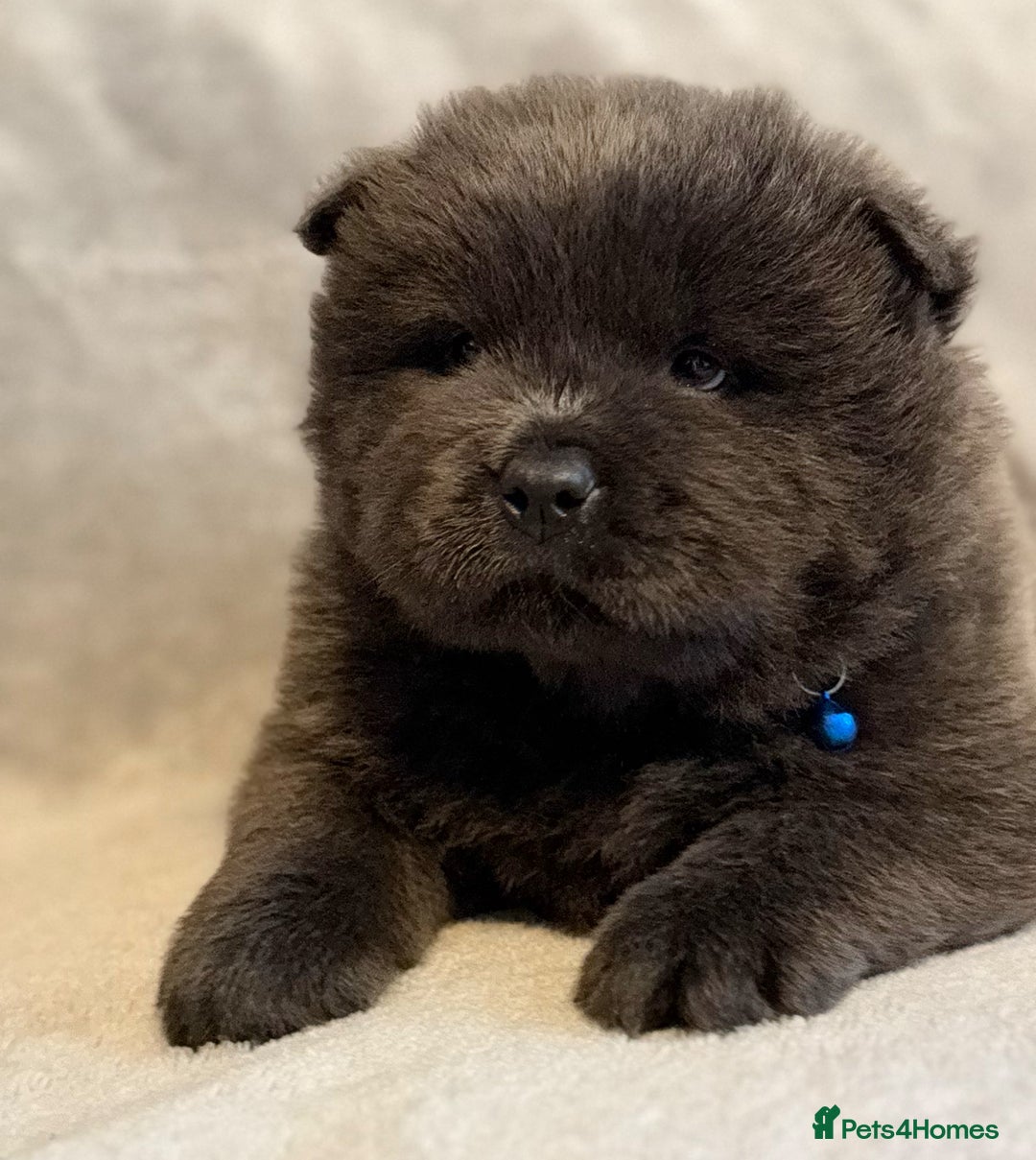 Chow Chow dogs for sale: KC Reg Chow Chow Puppies  - Advert 25