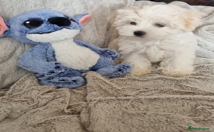 Maltese dogs - Advert 1
