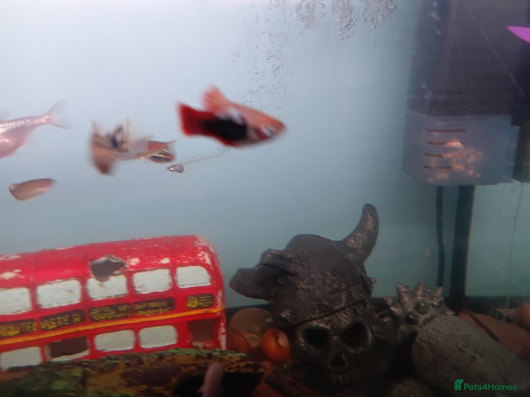 Other/Mixed Breed fish for sale: Live Bearing Fish and 1 Red Male Betta - Advert 3