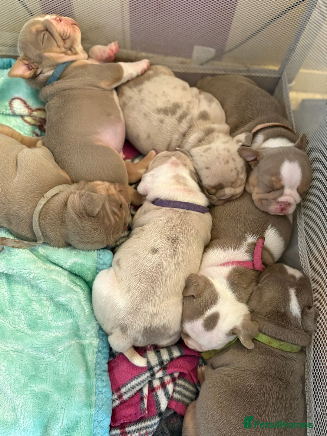 English Bulldog dogs for sale: Mr muscles pup 7 weeks old ready to go 28th  - Image 4