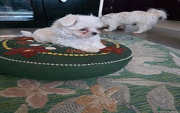 Maltese dogs for sale: Maltese boys - Advert 5