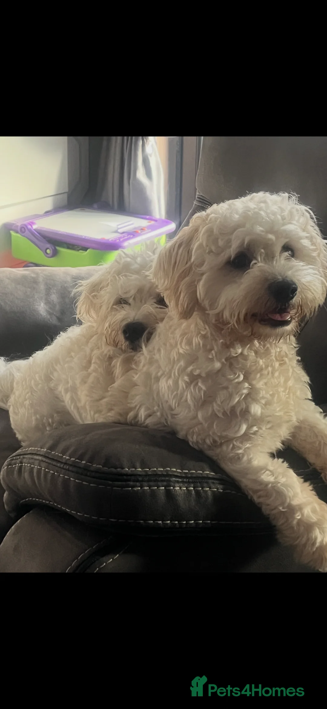 Malshi dogs for sale: Malshi puppies - Advert 1