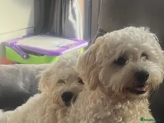 Malshi dogs Malshi puppies - Advert 1