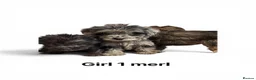 Cockapoo dogs for sale: F1b merle cockapoo  in Bicester - Advert 9