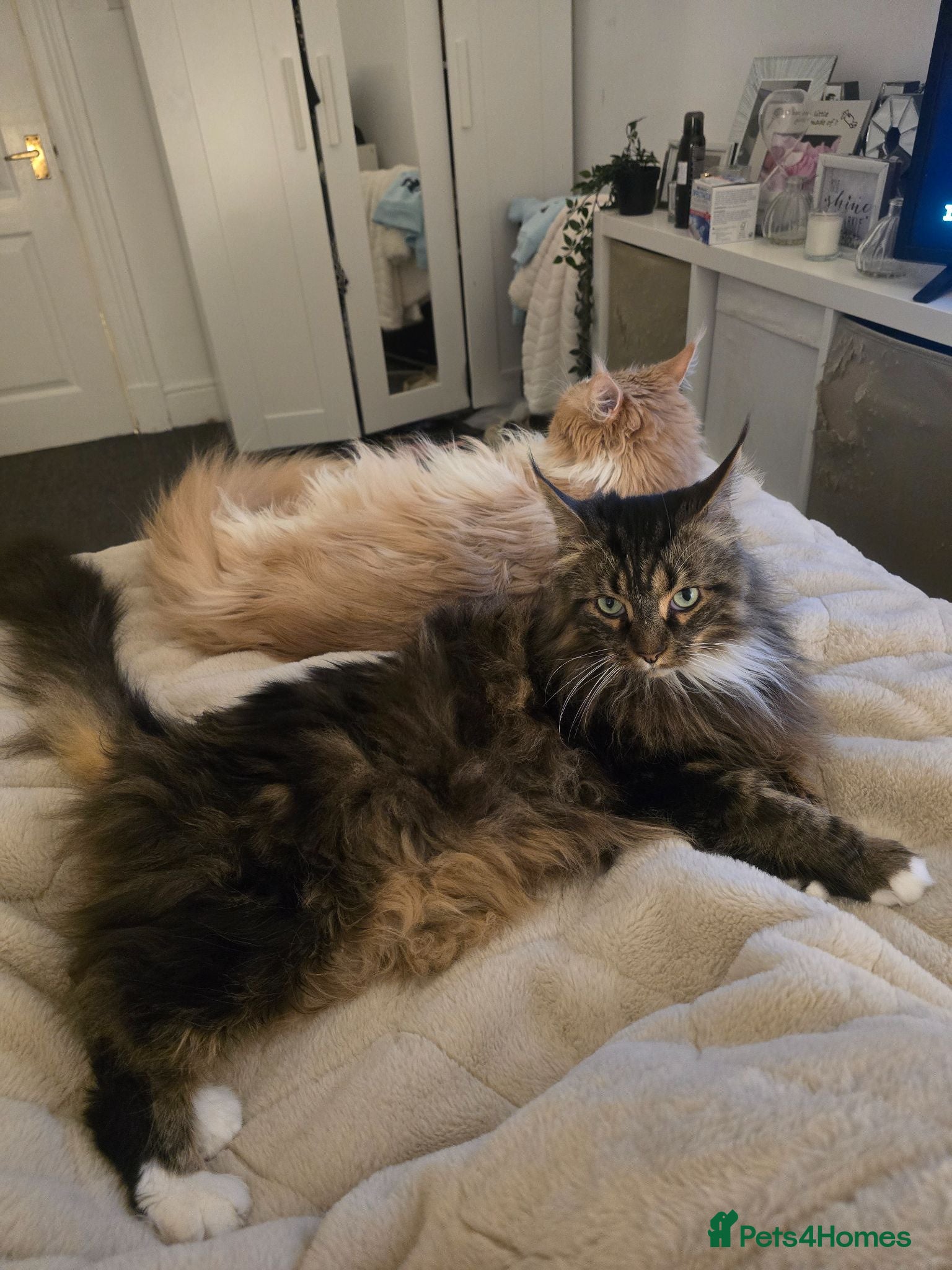 Maine Coon cats Two male bonded maine coon siblings - Advert 1
