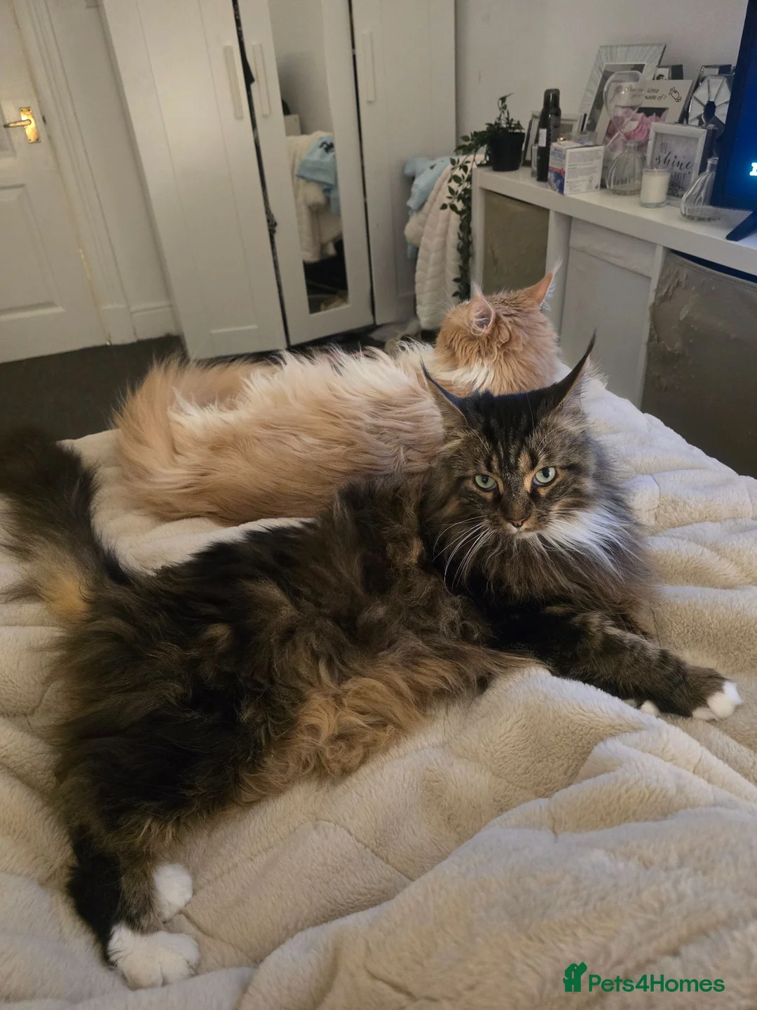 Maine Coon cats for sale: Two male bonded maine coon siblings in Keighley - Advert 1