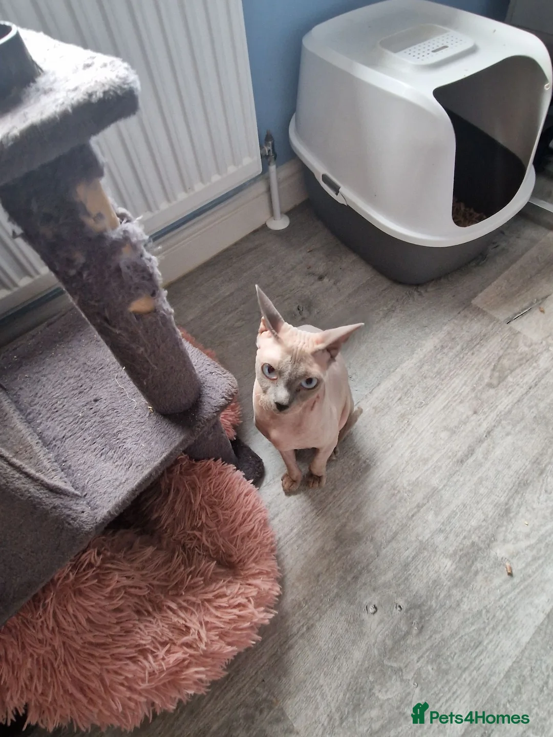 Sphynx cats for sale: 2.5 y/o sphynx girl - Advert 2