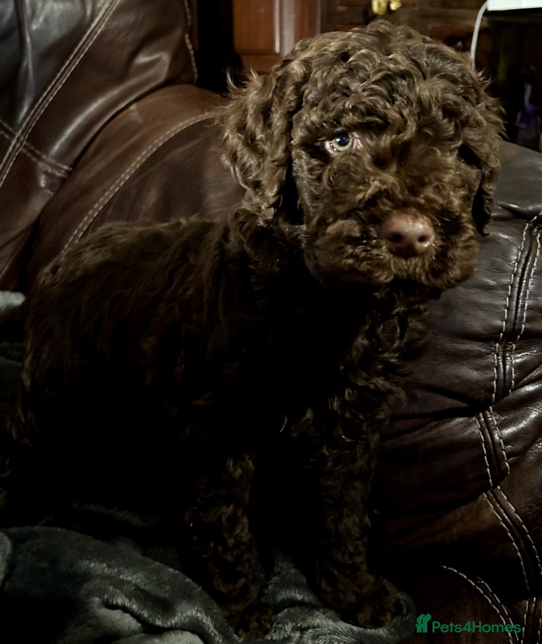 Labradoodle dogs for sale: stunning F2 labradoodle puppies... Available now - Advert 23