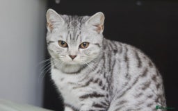 British Shorthair cats for sale: GCCF REGISTERED CHAMPION LINES SILVER SPOTTED BSH - Image 22