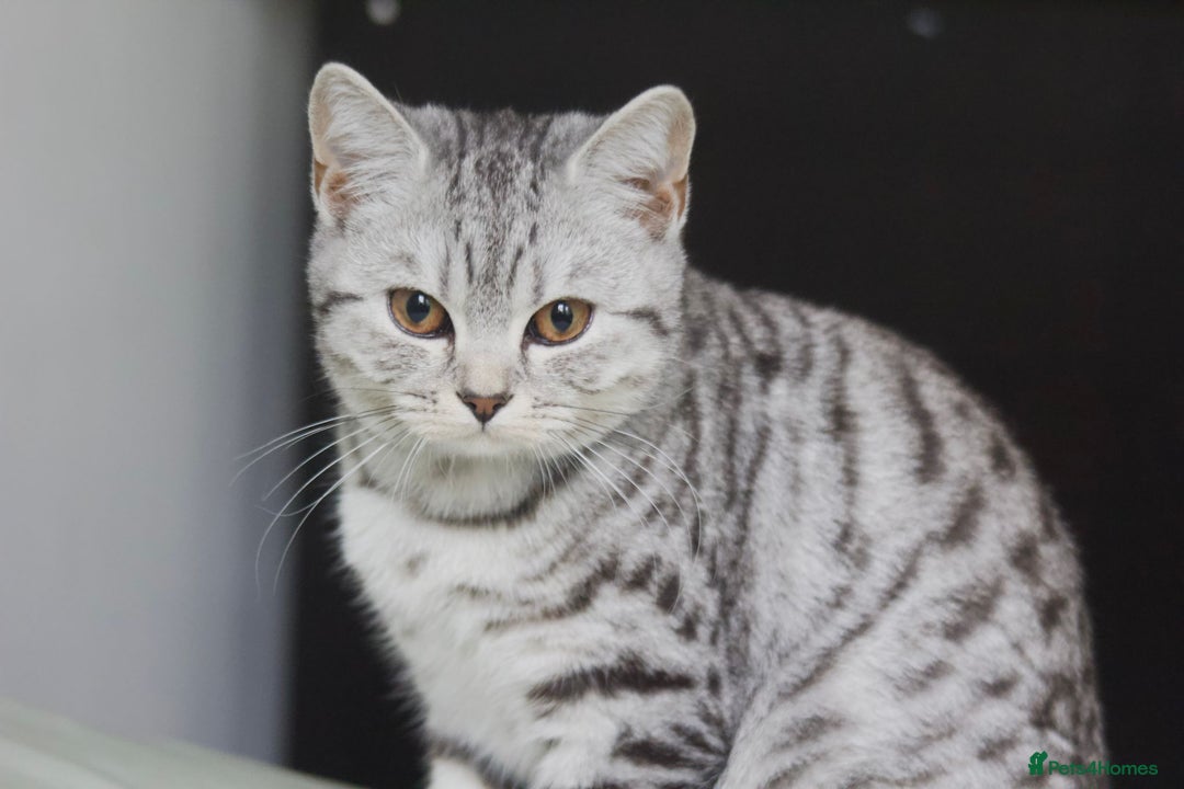 British Shorthair cats for sale: GCCF REGISTERED CHAMPION LINES SILVER SPOTTED BSH - Image 22