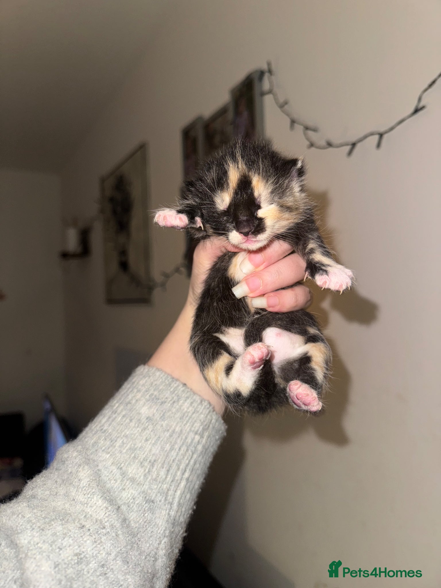 Mixed Breed cats 4 beautiful kittens ALL NOW RESERVED - Advert 11