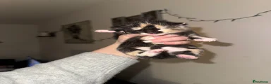 Mixed Breed Kitten 3