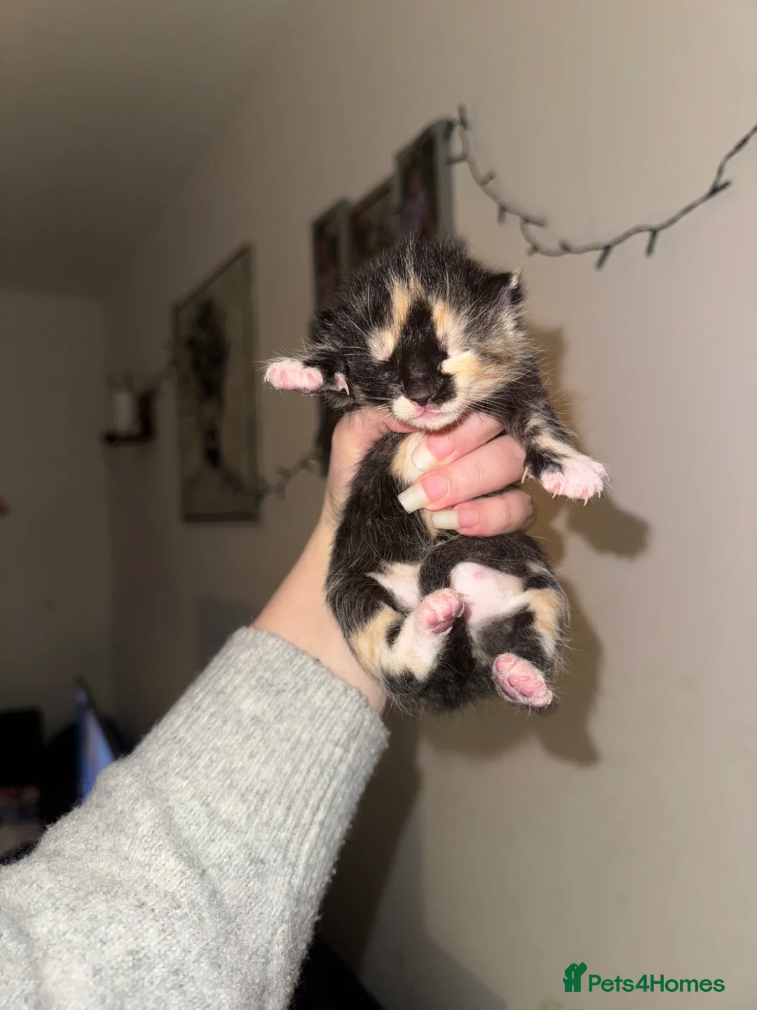 Mixed Breed cats for sale: 4 beautiful kittens ALL NOW RESERVED - Advert 1