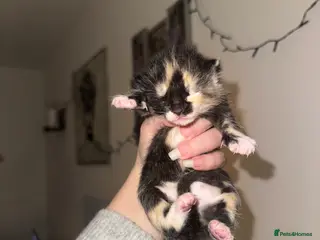 Mixed Breed cats 4 beautiful kittens ALL NOW RESERVED - Advert 11