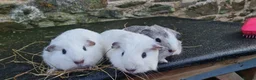 Guinea Pig rodents for sale: 3 smooth haired brothers.  - Advert 1