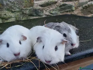 Guinea Pig rodents 3 smooth haired brothers. - Advert 1