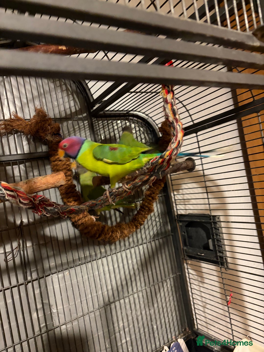 Parakeets birds for sale: Plum Headed Parakeet - Advert 1