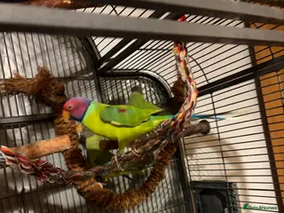 Parakeets birds Plum Headed Parakeet - Advert 4