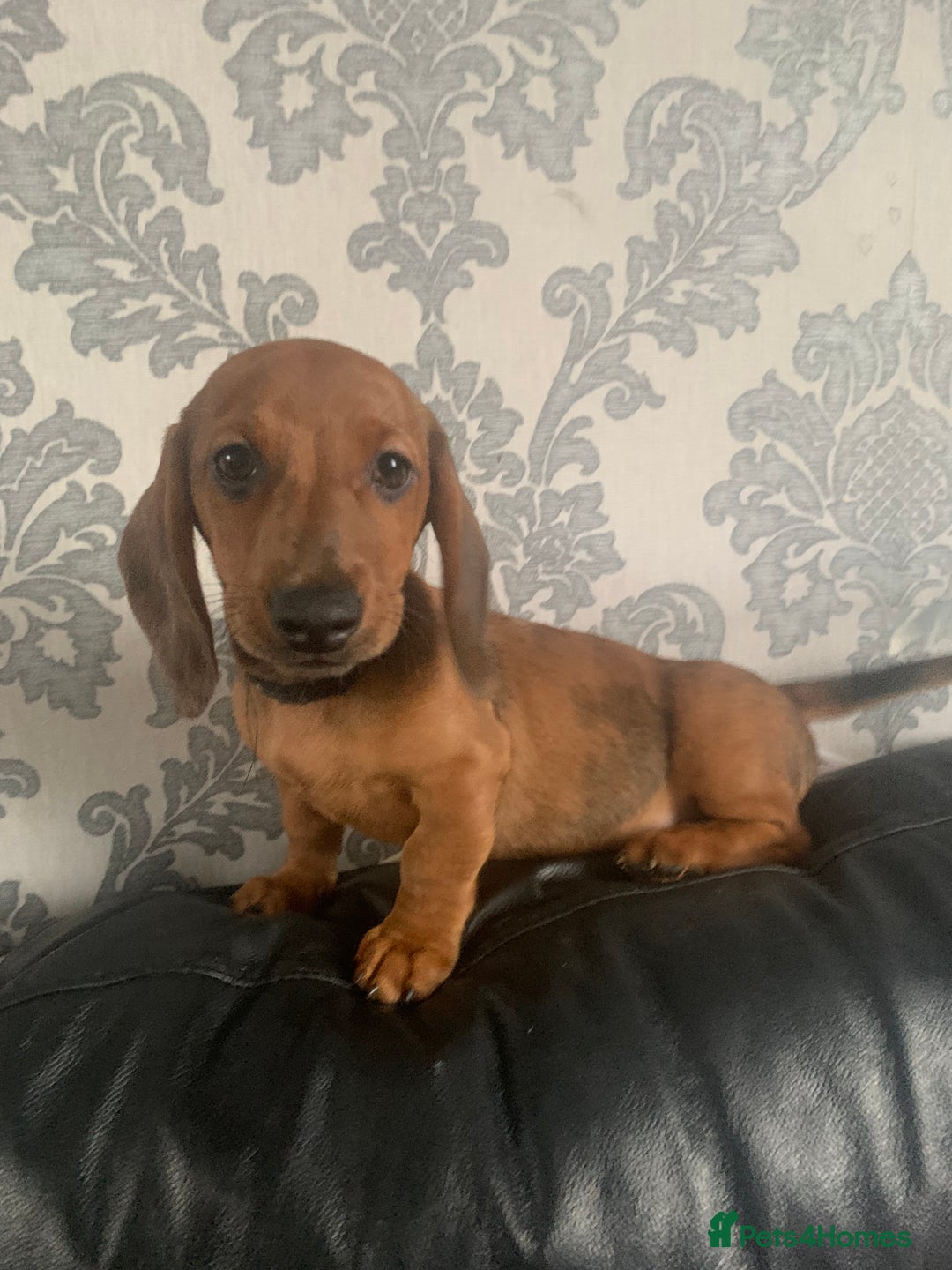 Miniature Dachshund dogs for sale: Kc miniature dachshund full vacs ready now - Advert 24