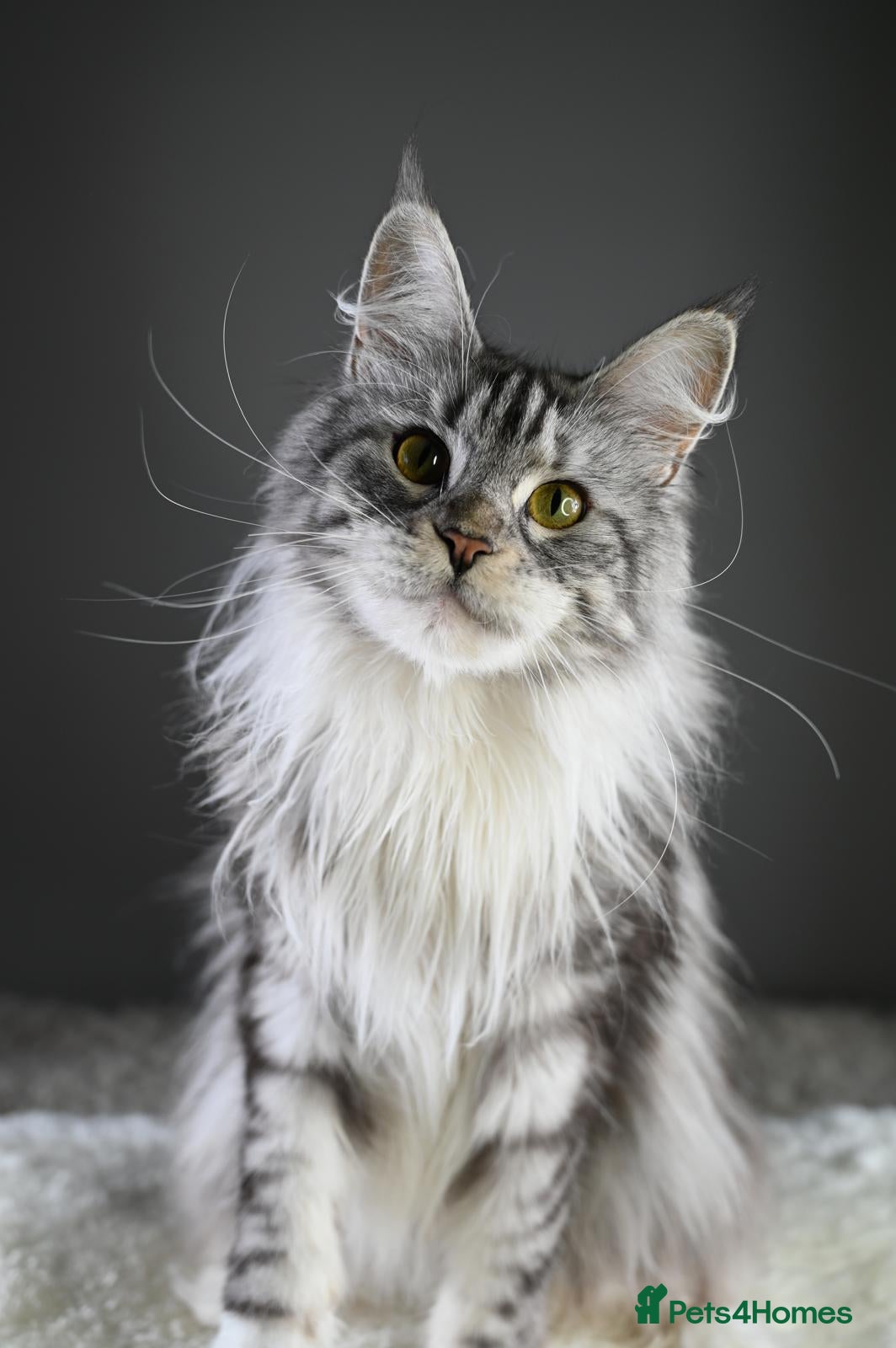 Maine Coon cats Peppy *Piggy*   - Advert 2