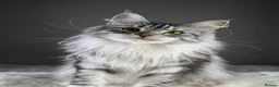 Maine Coon cats for sale: Peppy *Piggy*   - Advert 2