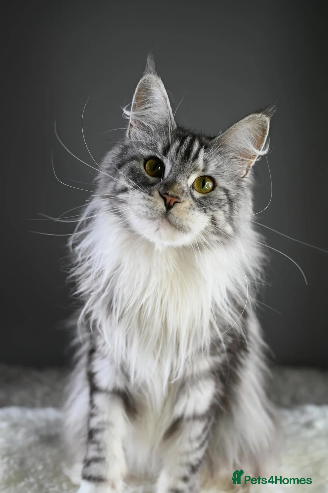 Maine Coon cats for sale: Peppy *Piggy*   - Advert 2