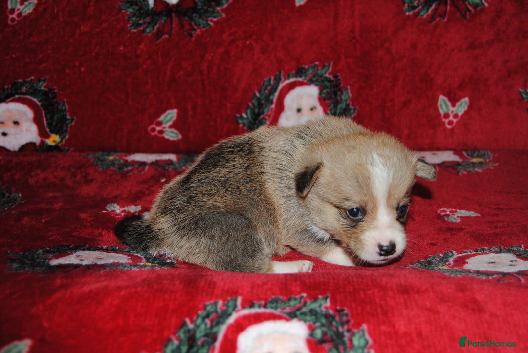 Welsh Corgi Pembroke dogs for sale: Welsh Pembroke Corgi Puppies - Girls Available - Advert 9