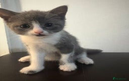 Mixed Breed cats for sale: 4 adorable kittens ready to leave  - Image 3