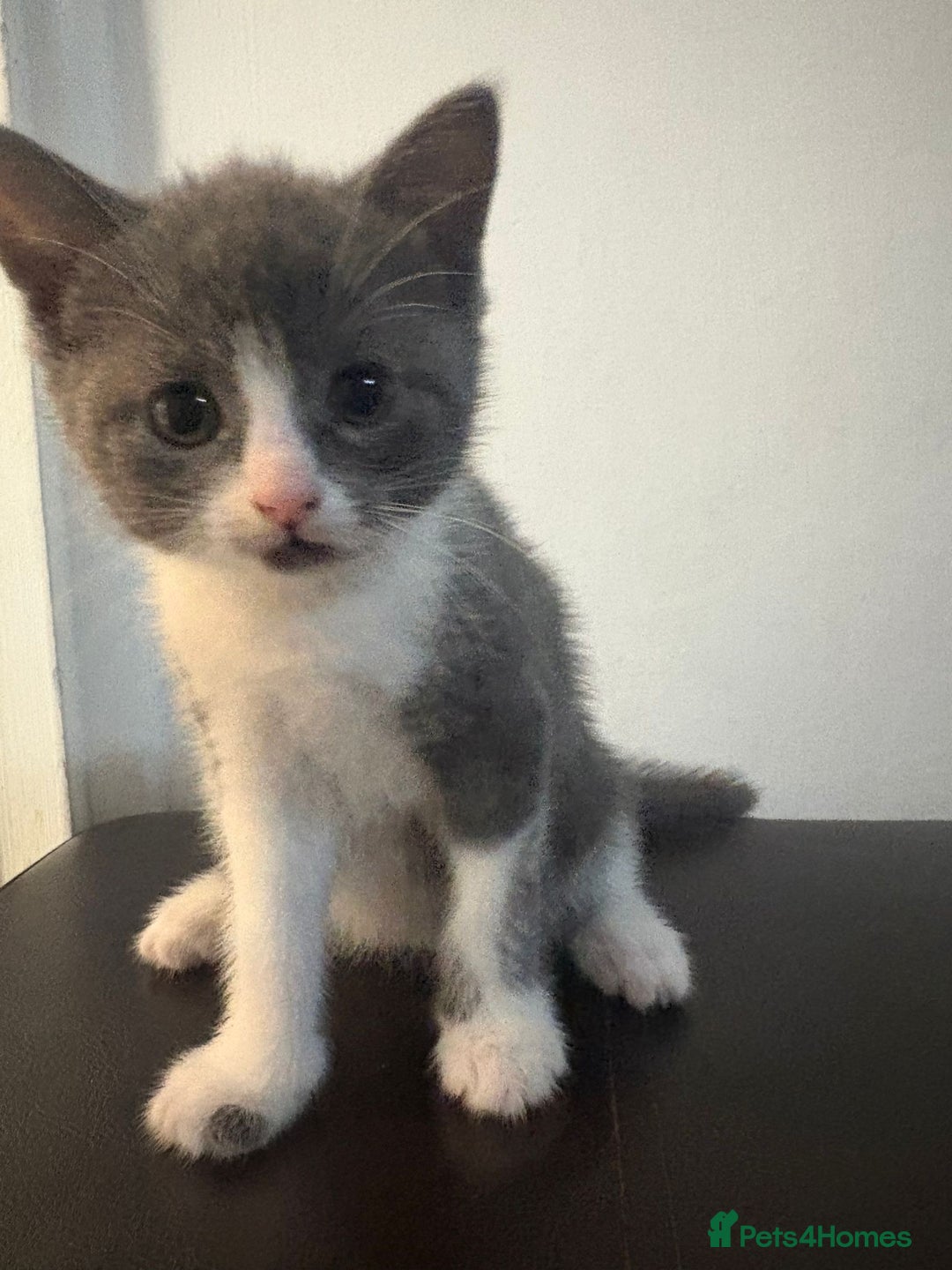 Mixed Breed cats for sale: 4 adorable kittens ready to leave  - Image 3