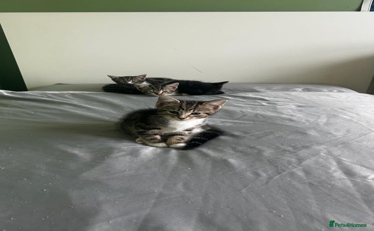 Mixed Breed cats - Advert 1