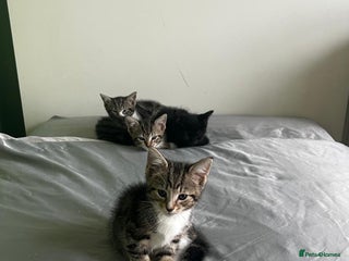 Mixed Breed cats for sale - Advert 1