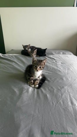 Mixed Breed cats - Advert 5