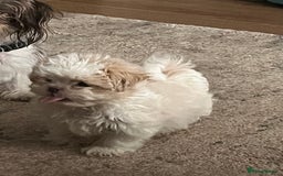 Shih Tzu dogs for sale: Beautiful shihtzu puppies  - Image 15