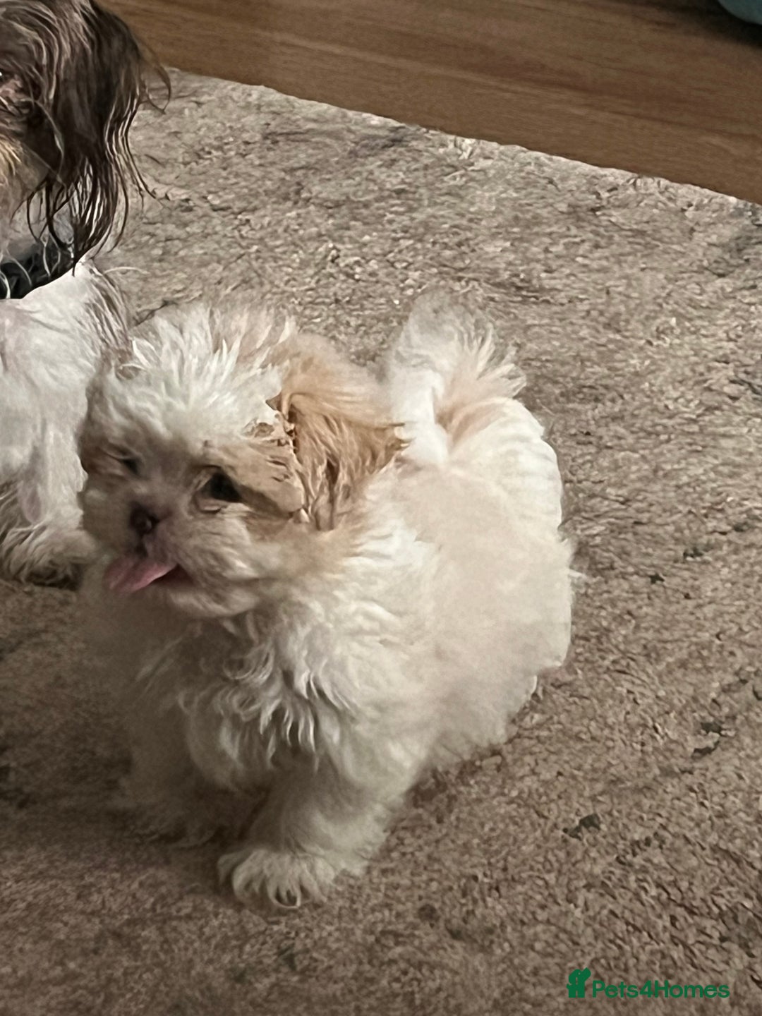 Shih Tzu dogs for sale: Beautiful shihtzu puppies  - Image 15