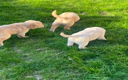 Golden Retriever dogs for sale: Teddy Bear Goldies - Image 29