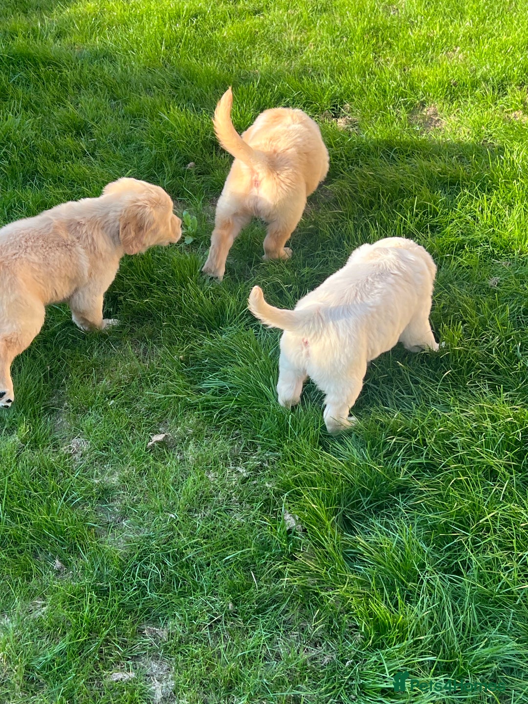 Golden Retriever dogs for sale: Teddy Bear Goldies - Image 29