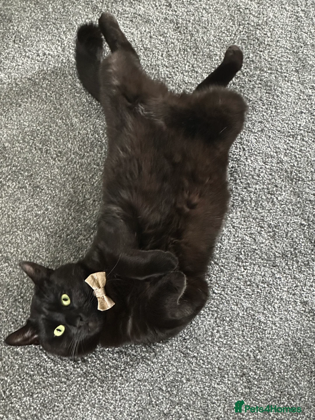 Mixed Breed cats for adoption: The God of Mischief - Advert 2