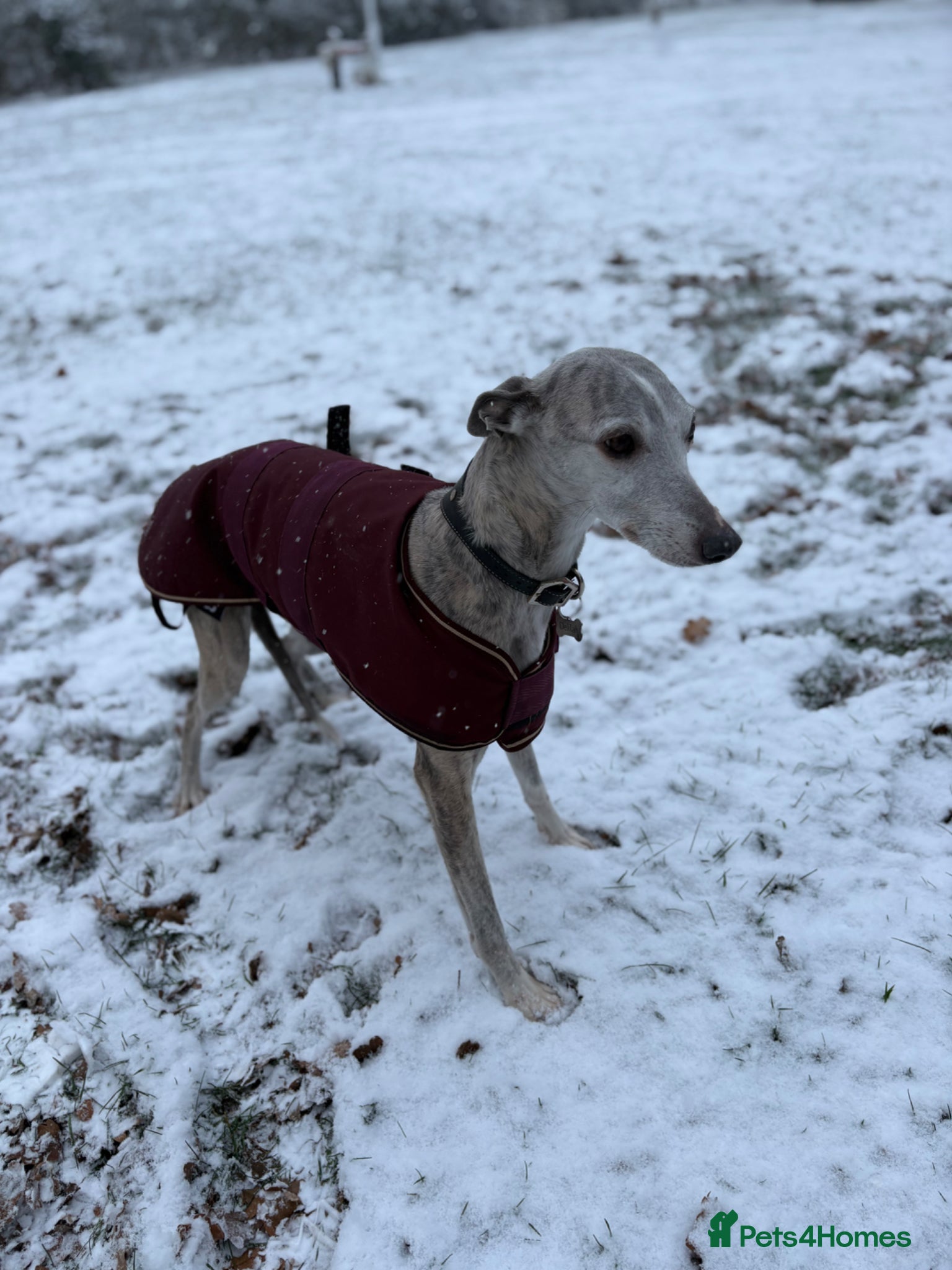 Whippet dogs Female whippet - Advert 17